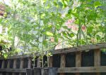 Tomato plants