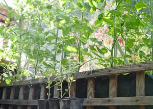 Tomato plants